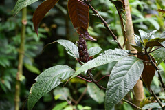 Justicia carnea