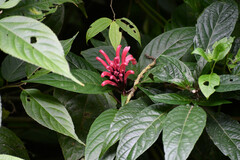 Justicia carnea