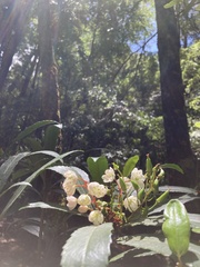 Anopterus glandulosus