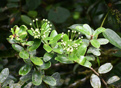 Marcgraviastrum mixtum