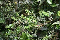 Marcgraviastrum mixtum