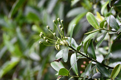 Marcgraviastrum mixtum