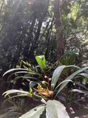 Anopterus glandulosus