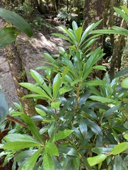 Anopterus glandulosus