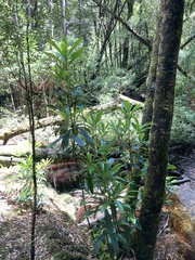 Anopterus glandulosus