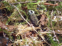 Lithobates septentrionalis