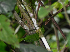 Premnoplex brunnescens