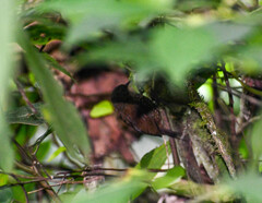 Premnoplex brunnescens