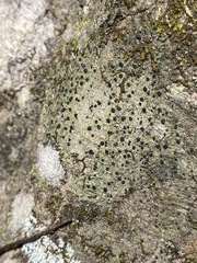 Bacidia schweinitzii