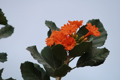 Cordia dodecandra