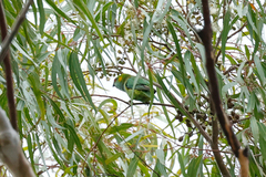 Parvipsitta porphyrocephala