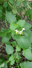 Solanum douglasii