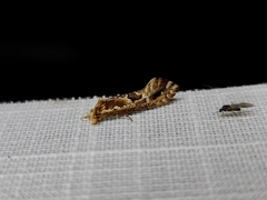 Moerarchis inconcisella