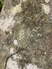 Bacidia schweinitzii