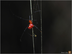 Argyrodes flavescens