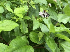 Panthiades bathildis