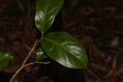 Celastrus subspicatus