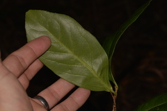 Celastrus subspicatus