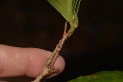 Celastrus subspicatus