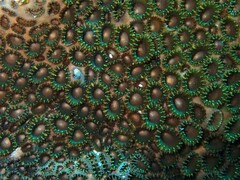 Palythoa