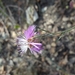 Centaurea jacea angustifolia - Photo (c) Stefano Di Natale, μερικά δικαιώματα διατηρούνται (CC BY-NC), uploaded by Stefano Di Natale