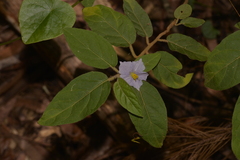 Solanum hapalum