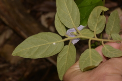 Solanum hapalum