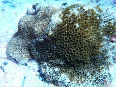 Palythoa