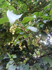 Antidesma venosum