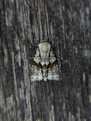 Turnerinycta phaeocosma