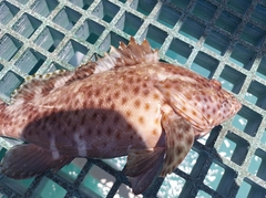 Epinephelus maculatus