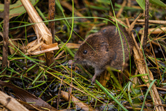 Microtus pinetorum