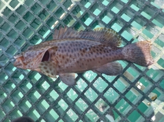 Epinephelus maculatus