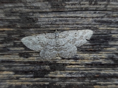 Psilosticha absorpta