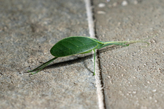 Chloracantha hilleri
