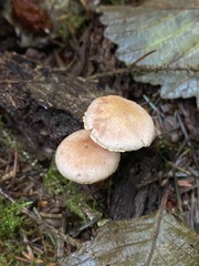 Agaricus diminutivus