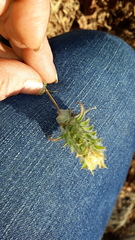Tetramerium nervosum