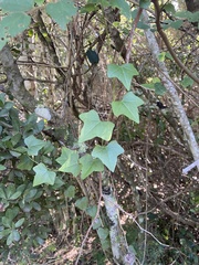 Kedrostis nana