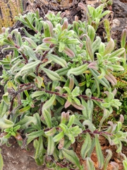 Salvia fruticosa