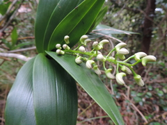 Dendrobium gracilicaule howeanum