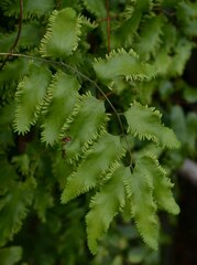 Lygodium reticulatum