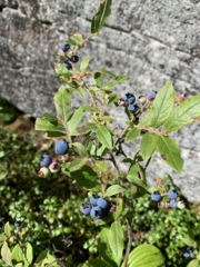 Vaccinium uliginosum