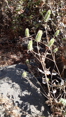 Tetramerium nervosum