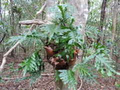 Microsorum pustulatum howense