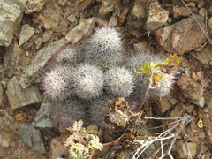 Mammillaria schumannii