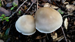 Tricholoma saponaceum