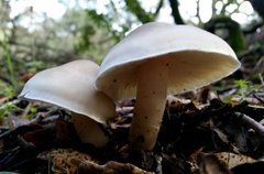 Tricholoma saponaceum