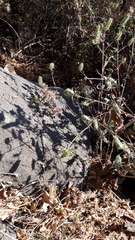 Tetramerium nervosum