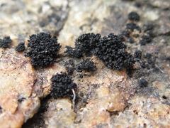 Lichinaceae