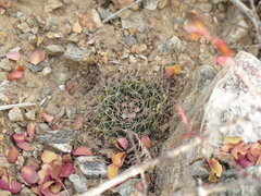 Mammillaria petrophila